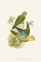 Lime & Cerulean Parrots I Framed Print