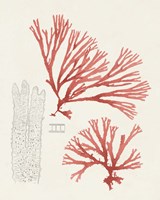 Vintage Coral Study I Fine Art Print