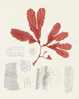 Vintage Coral Study II Framed Print