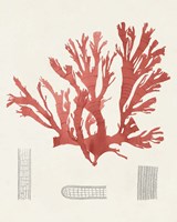 Vintage Coral Study IV Framed Print