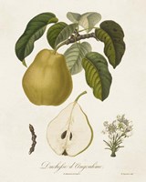 Vintage Pears I Framed Print