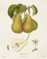 Vintage Pears V Fine Art Print