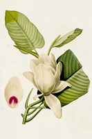Magnolia Flowers II Fine Art Print