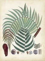 Collected Ferns I Fine Art Print