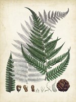 Collected Ferns II Framed Print