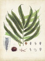 Collected Ferns III Fine Art Print