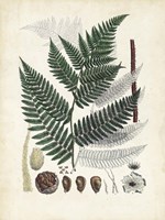 Collected Ferns IV Fine Art Print