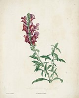 Traditional Botanical I Framed Print