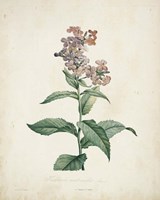 Traditional Botanical II Fine Art Print