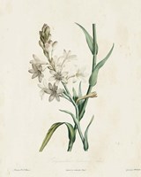 Traditional Botanical IV Framed Print