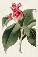 Flora of the Tropics I Framed Print