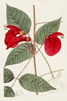 Flora of the Tropics II Framed Print