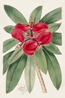 Flora of the Tropics III Framed Print