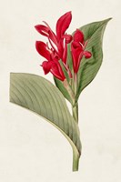 Flora of the Tropics IV Framed Print