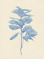 Verditer Fig III Fine Art Print