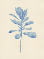 Verditer Fig IV Fine Art Print