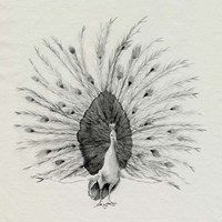 Ebony Plumed Peacock I Framed Print
