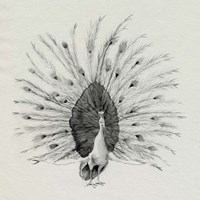 Ebony Plumed Peacock I Fine Art Print