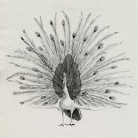 Ebony Plumed Peacock II Fine Art Print