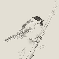 Black Capped Chickadee I Fine Art Print