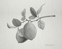 Limonero I Fine Art Print