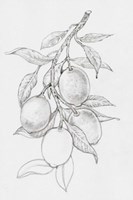 Fruit-Bearing Branch I Fine Art Print