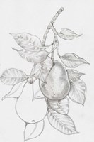 Fruit-Bearing Branch III Fine Art Print