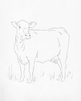 Limousin Cattle II Framed Print