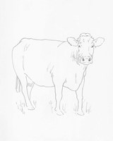 Limousin Cattle III Fine Art Print