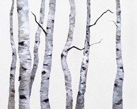 Birch Trees I Fine Art Print