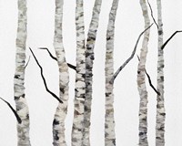 Birch Trees II Fine Art Print