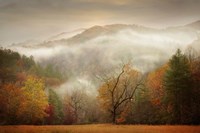 Photography Study Autumn Mist Fine Art Print