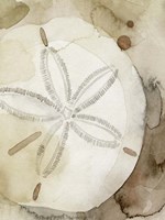 Dry Sand Dollar I Fine Art Print