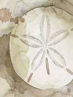Dry Sand Dollar II Fine Art Print