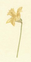 Vintage Daffodil I Framed Print