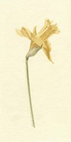 Vintage Daffodil II Fine Art Print