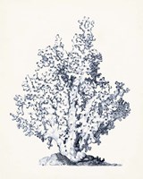 Blue Antique Coral I Fine Art Print
