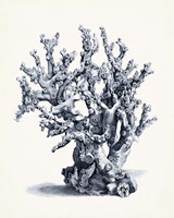 Blue Antique Coral II Fine Art Print