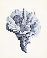 Blue Antique Coral III Fine Art Print