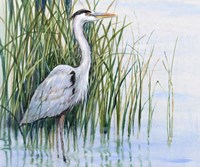 Heron in the Marsh I Framed Print