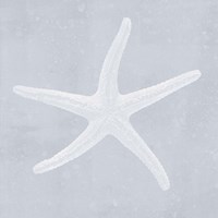 Tide Pool Treasures II Fine Art Print