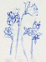 Inky Daffodils I Fine Art Print