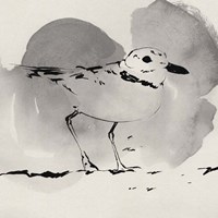 Inky Plover I Framed Print