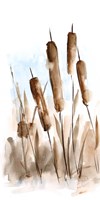 Watercolor Cattail Study II Fine Art Print