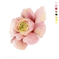 Watercolor Ranunculus Study II Framed Print