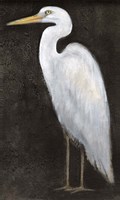 White Heron Portrait II Fine Art Print