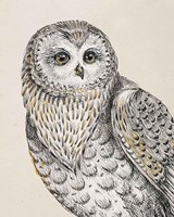 Beautiful Owls IV Vintage Fine Art Print