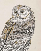 Beautiful Owls III Vintage Fine Art Print