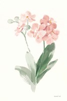 Spring Orchid II Framed Print