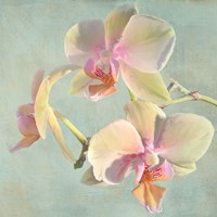 Jewel Orchids I Framed Print